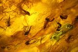 Cluster of Fossil Flies (Diptera) in Baltic Amber #128344-3